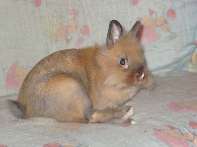 Macchia, giugno 2013