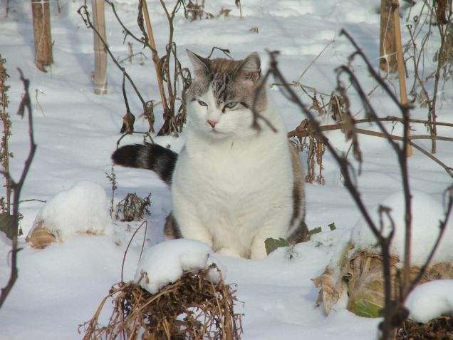 Il gatto delle nevi...