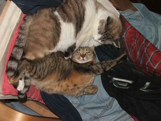 ma la smetti con quel flash??