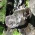 RICERCA ROTTWEILER - DOGO ARGENTINO - BOXER - CANE CORSO