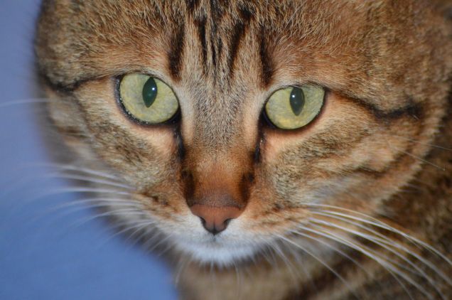 in attesa di coccole 