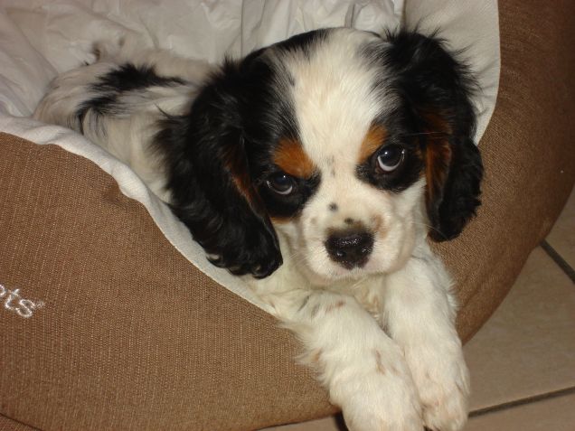 Il piccolo Sasha, la mia più grande gioia!!!