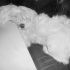 cane maltese per accoppiamento