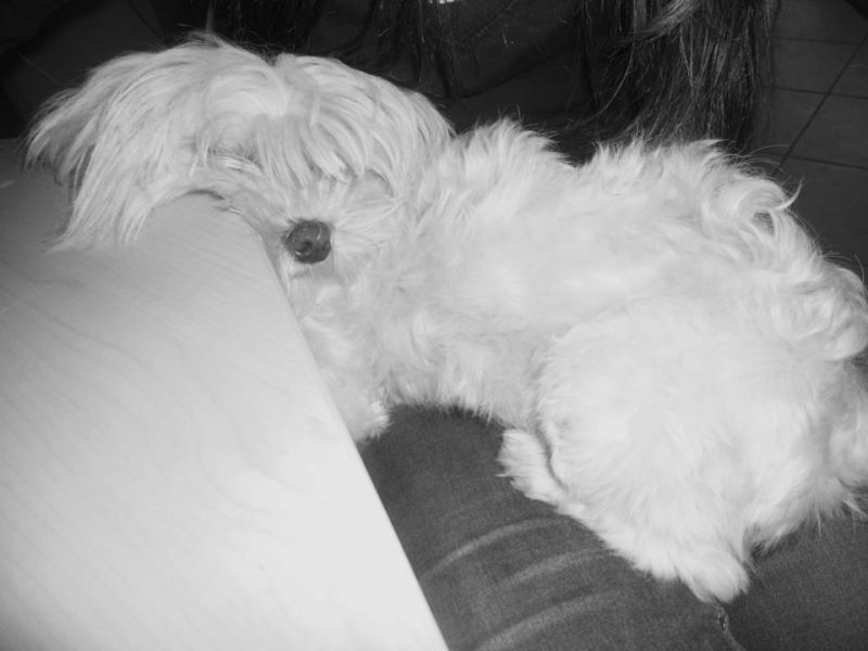 cane maltese per accoppiamento