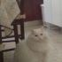 cerco gattino