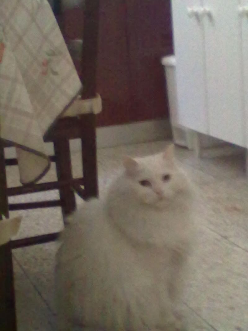 cerco gattino