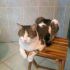 cerco gattino