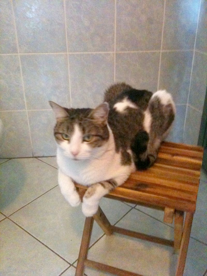 cerco gattino