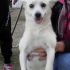 PAOLINA VOLPINA TG PICCOLA 10 MESI A MODENA!