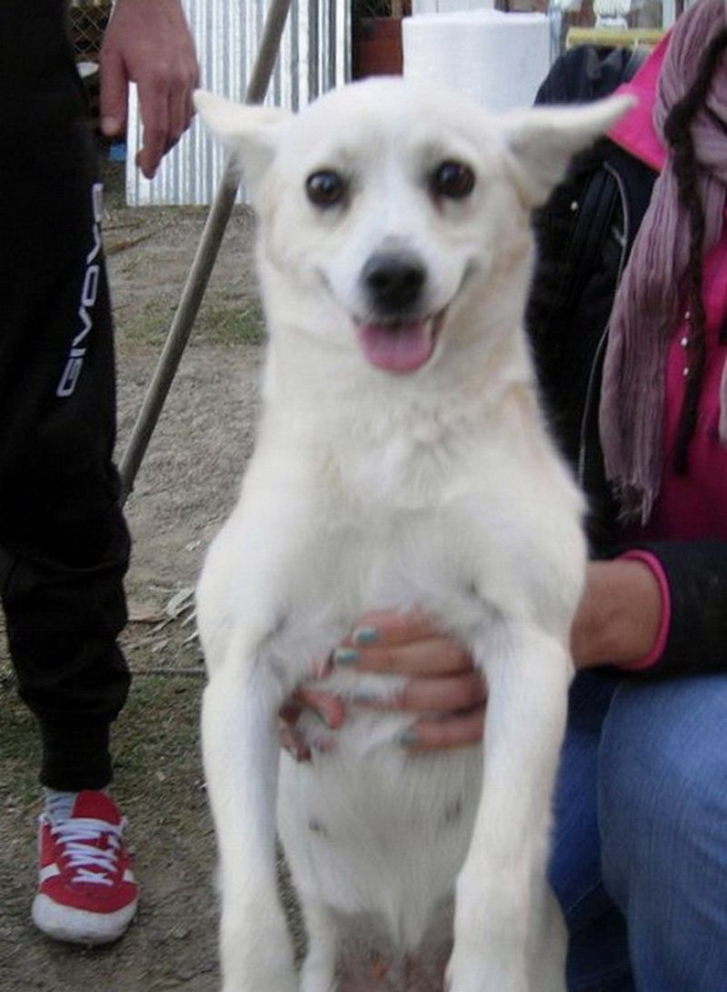 PAOLINA VOLPINA TG PICCOLA 10 MESI A MODENA!