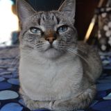 Laura