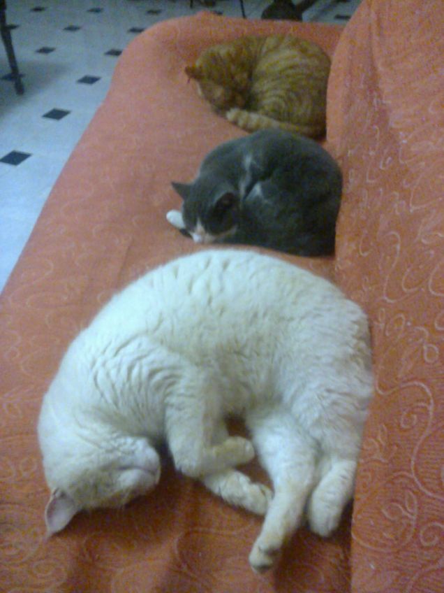 La dura vita dei gatti....