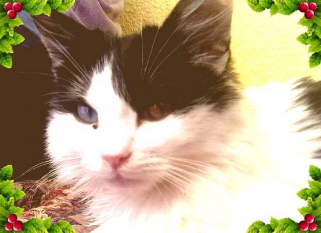 Buon Natale da Felix!