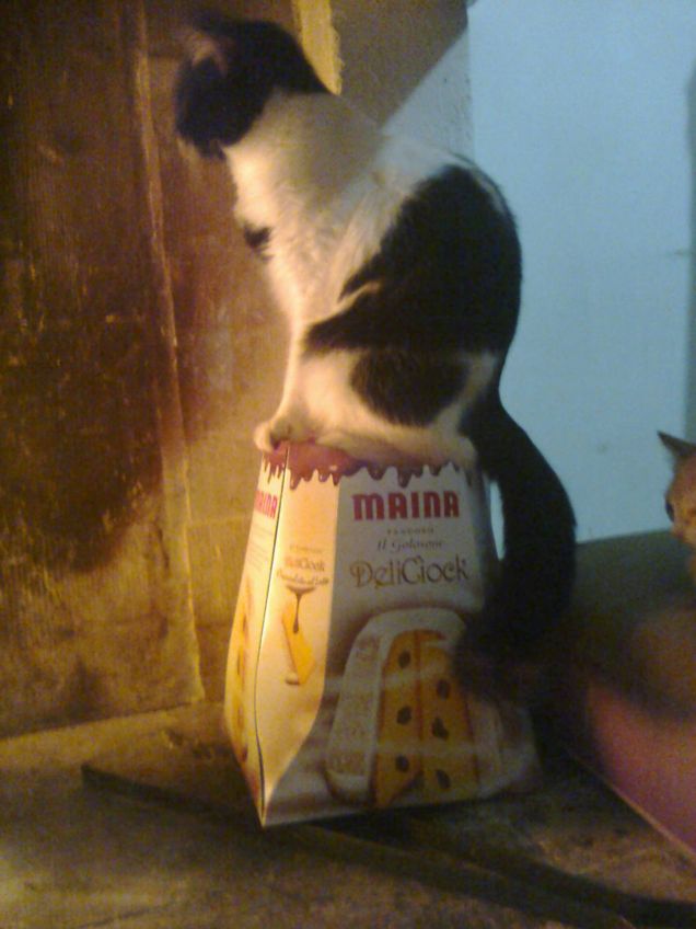 Tebe ed il nost...ehm...suo pandoro!