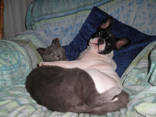 Bula e Fumé: amore a prima vista!