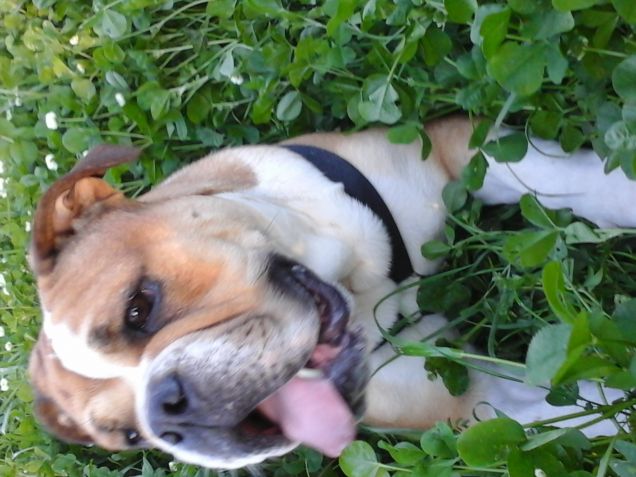 Chanel e la primavera