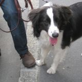 BELLO