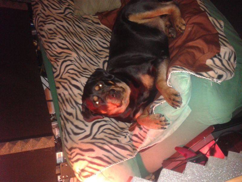 CERCO ROTTWAILER CUCCIOLO IN REGALO