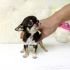 cercasi cucciolo chihuahua in adozione