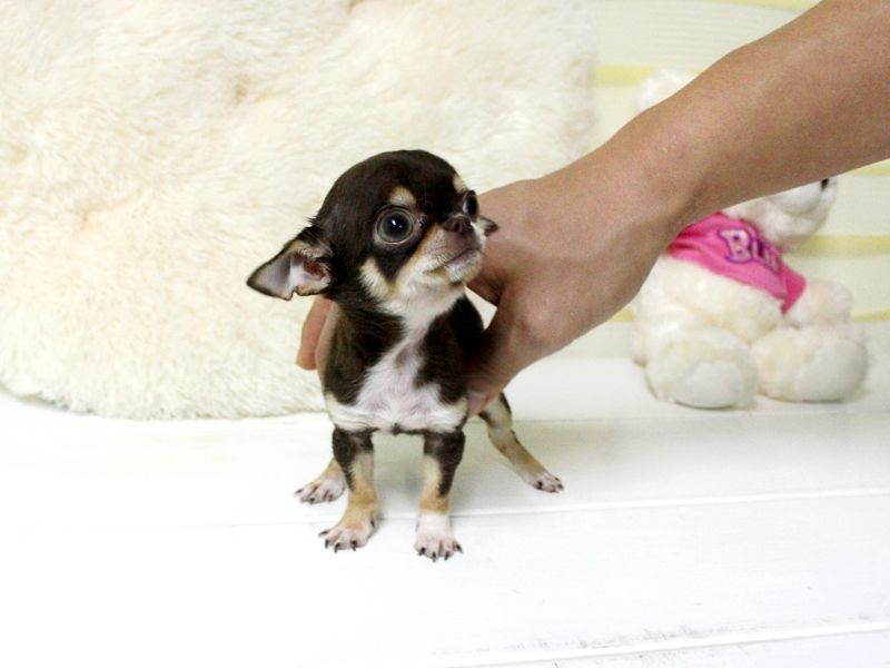 cercasi cucciolo chihuahua in adozione