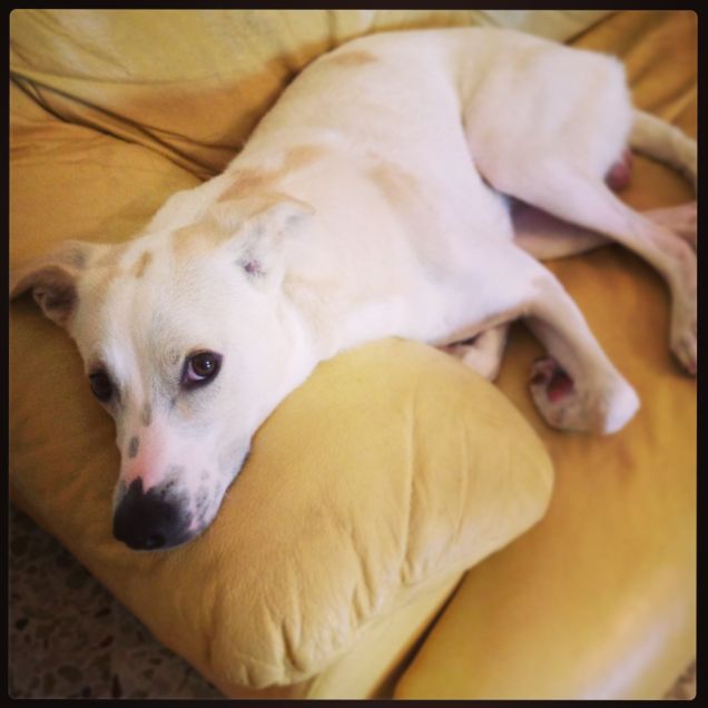 il riposino sul divano!!