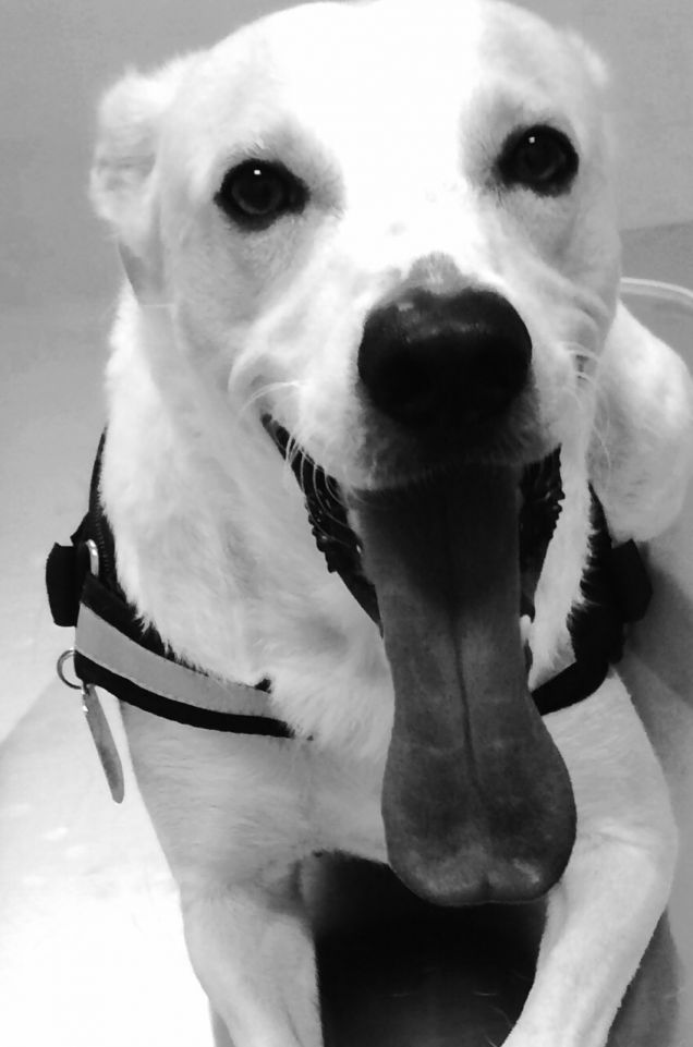 Ulisse messo in posa !! Linguona ;)