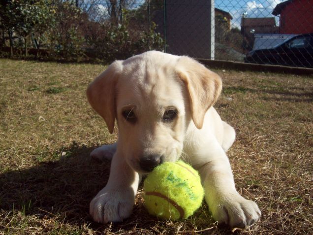 Non posso fare il bagno, ma posso giocare con la pallina!
