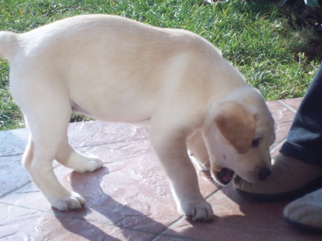 che buona la ciabatta!