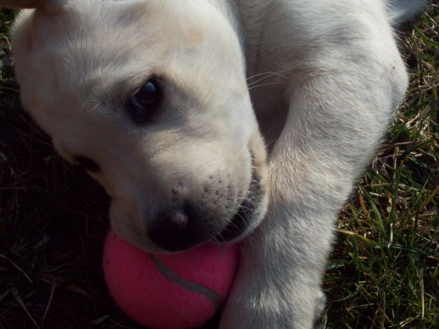 guai a chi tocca la mia pallina!