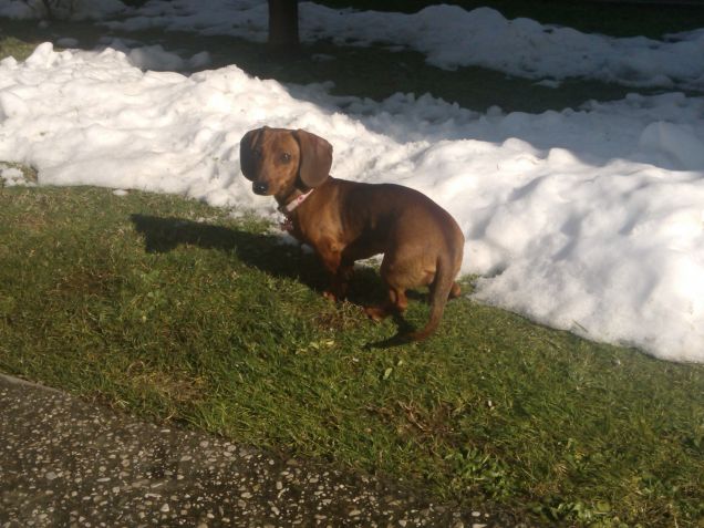 PRISCILLA SULLA NEVE