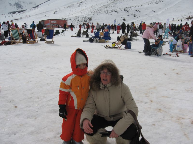 cerco setter irlandese