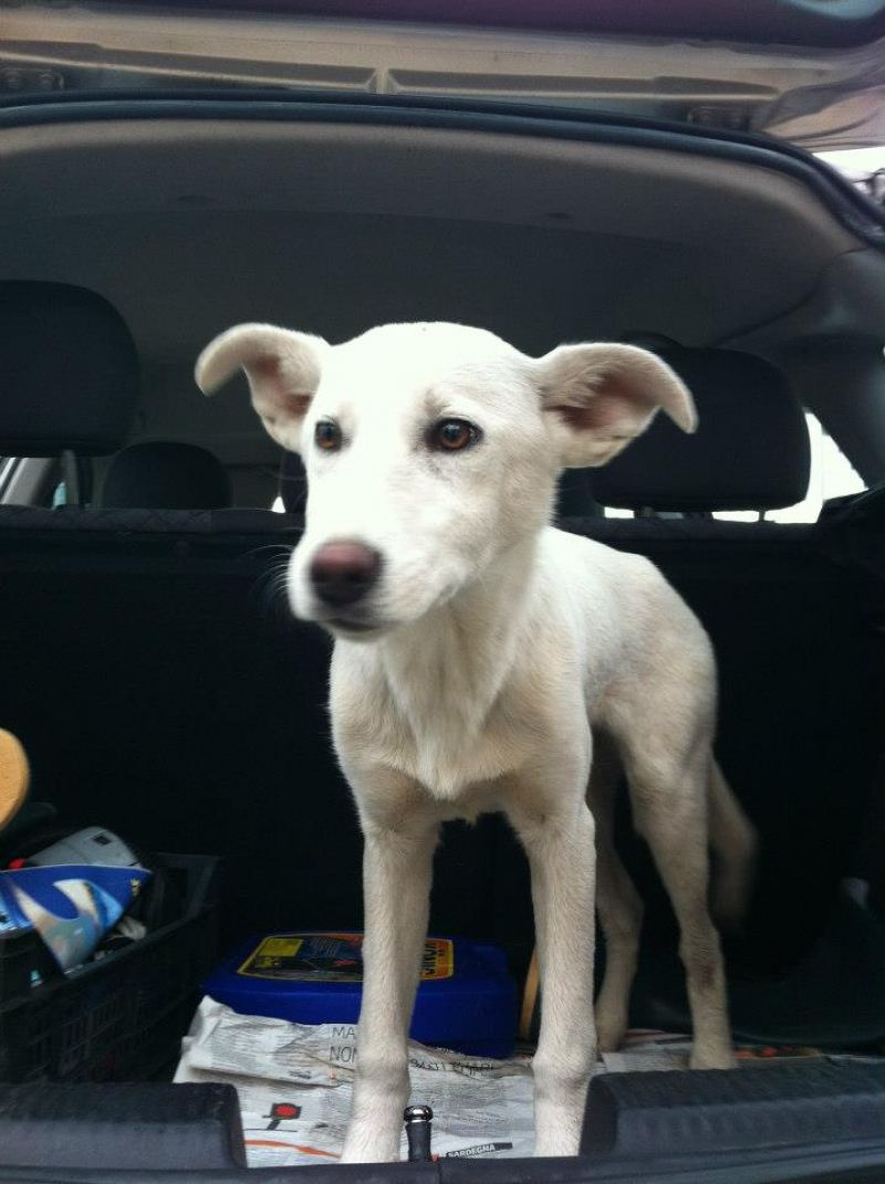 Regaliamo cucciolo trovatello super affettuoso.