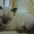 cerco gattino maschio