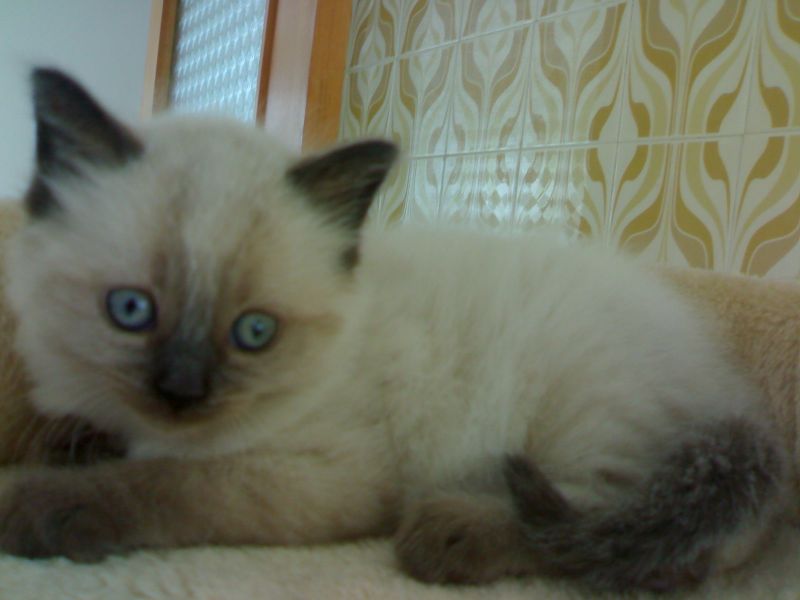 cerco gattino maschio