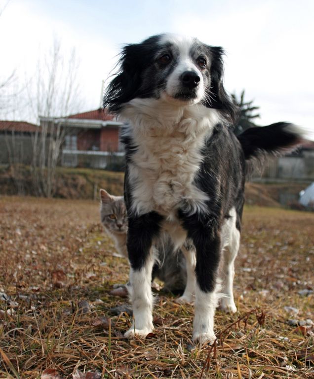 La coppia che scoppia