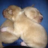 molly e i suoi bellissimi cuccioli!