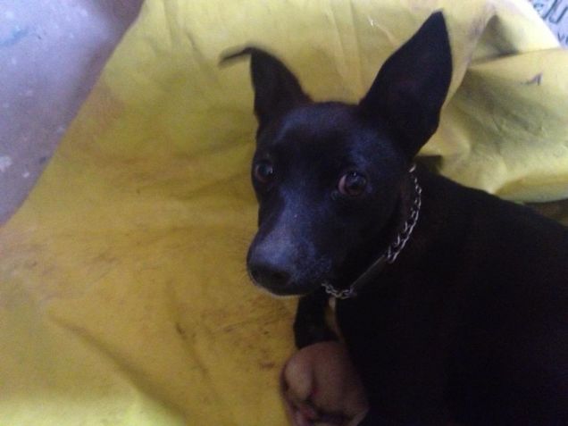 molly e i suoi bellissimi cuccioli!