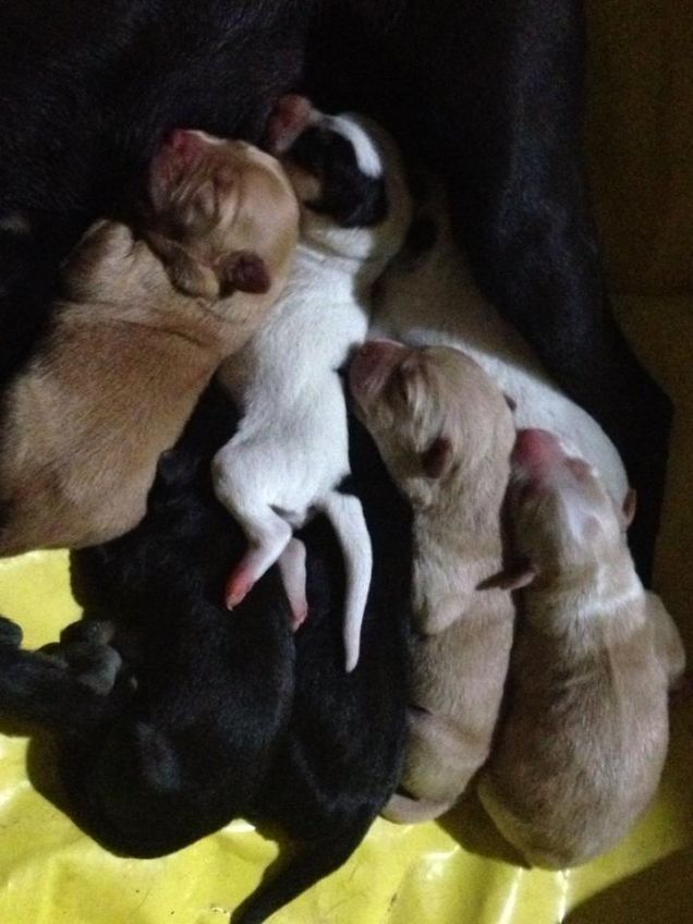 molly e i suoi bellissimi cuccioli!