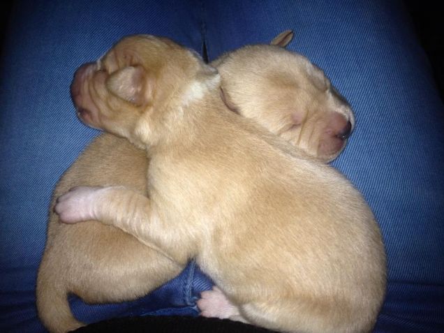 molly e i suoi bellissimi cuccioli!