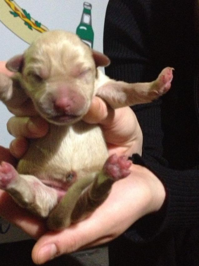 che cucciolino simpatico!