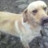 regalo labrador