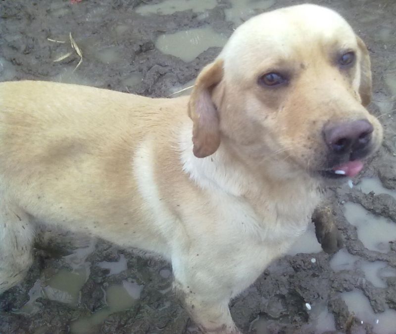regalo labrador