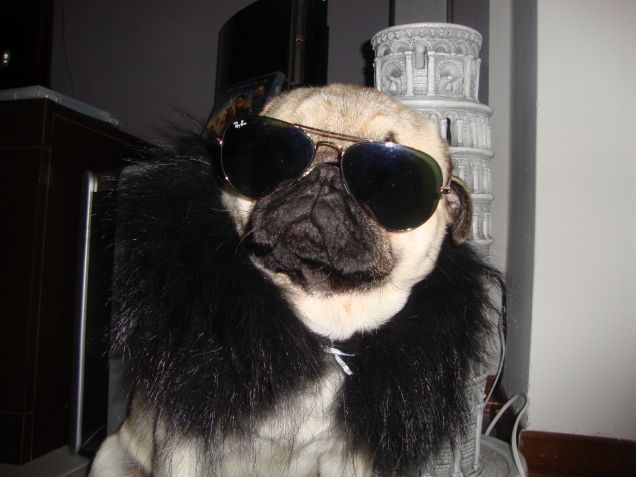 Il boss dei carlini... THEOS!!!