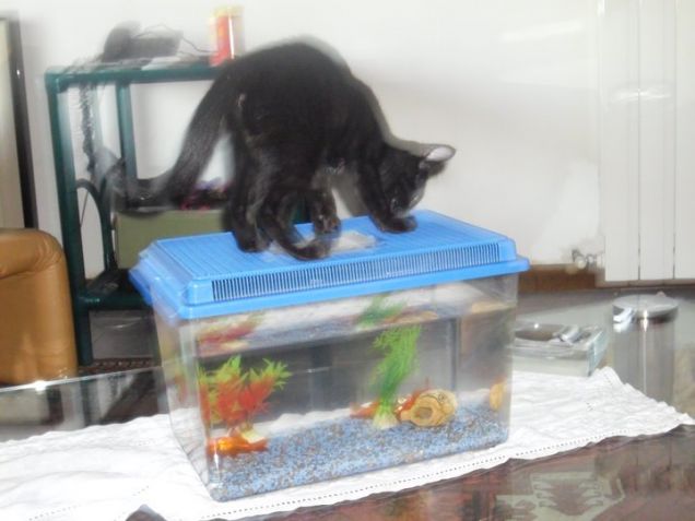 nicole che gioca con l'acquario