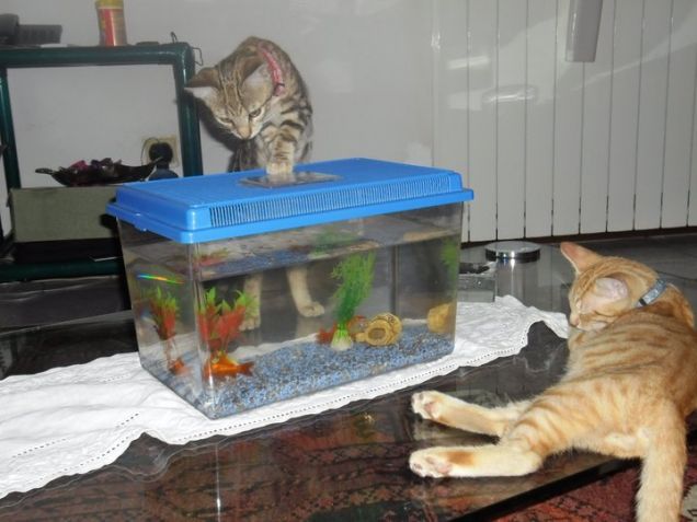 appostamento di megan e brad