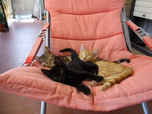 nicole megan brad puppies