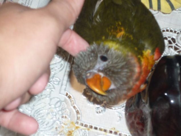 oli quando si fa accarezzare