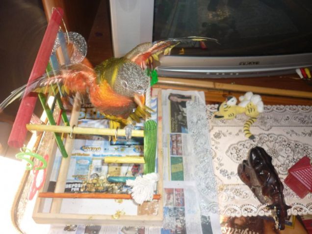 oli sul suo mini trespolo