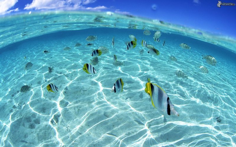 cerco gattino grigio o bianco