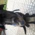 adozione simil labrador